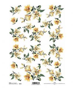 Ριζόχαρτο "capensia" 21x29εκ.   (ITD-R149)