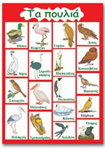 Next εκπαιδευτική αφίσα "Τα πουλιά" 50x70εκ.
