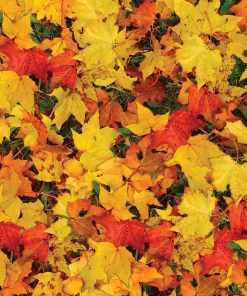 Χαρτόνι "φύλλα φθινοπώρου" 50x70εκ. 300γρ.