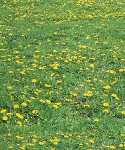 Χαρτόνι "λιβάδι" 50x70εκ. 300γρ.